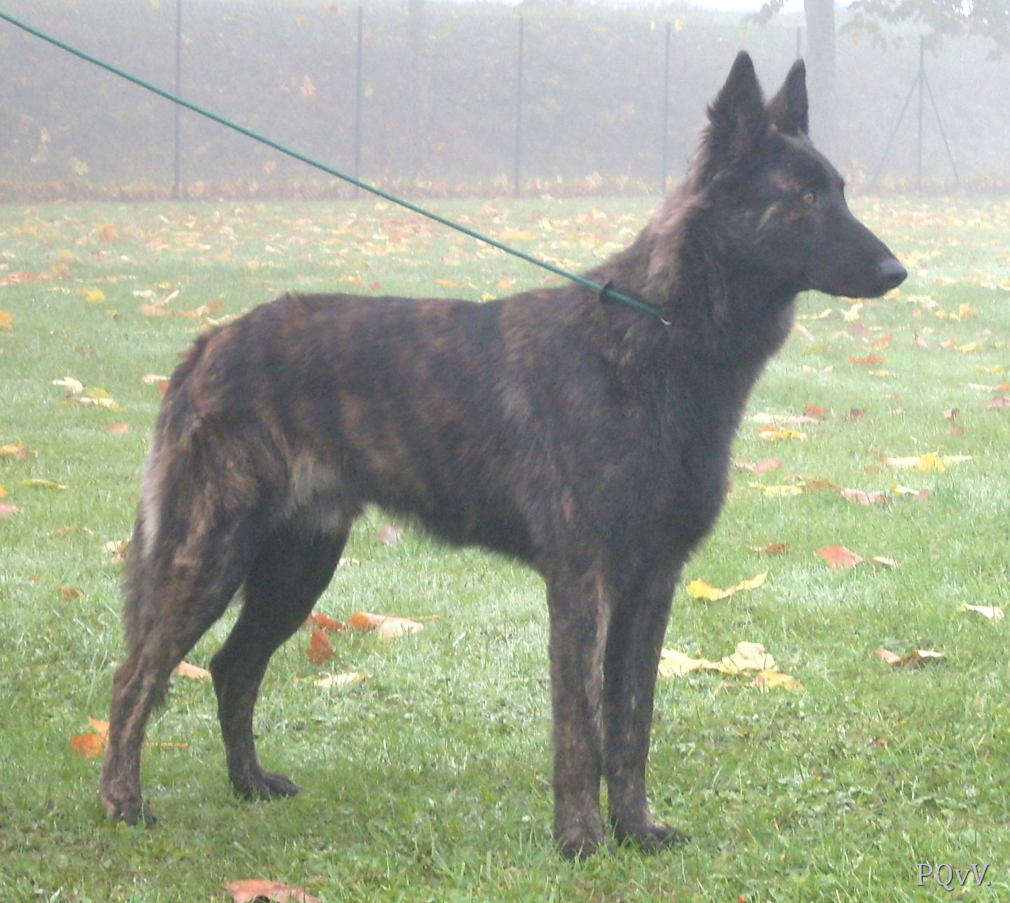  Geb des Crocs d’Olympe